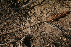 Holothrix burchellii