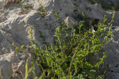 Aristolochia parvifolia