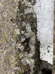 Myriolecis semipallida