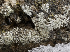 Myriolecis semipallida