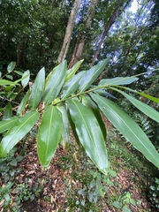 Alpinia caerulea