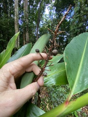 Alpinia caerulea