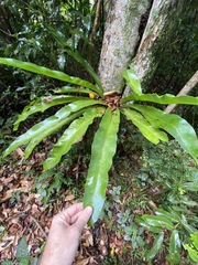 Asplenium australasicum