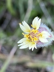 Tridax procumbens image
