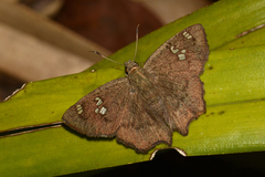 Telemiades laogonus