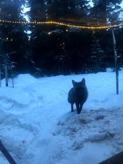 Vulpes vulpes necator