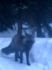 Vulpes vulpes necator