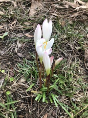 Zephyranthes fosteri