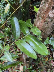 Wilkiea macrophylla
