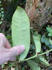 Wilkiea macrophylla
