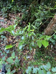 Wilkiea macrophylla