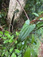 Dioscorea transversa