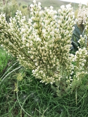 Baccharis coridifolia