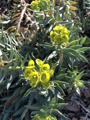 Myrsiniteae