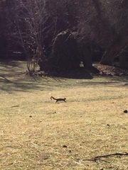 Sciurus niger