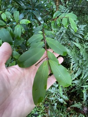 Pilidiostigma glabrum