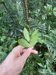 Pilidiostigma glabrum