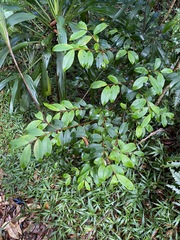 Pilidiostigma glabrum