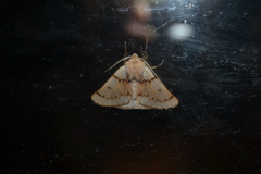 Dyscia distinctaria