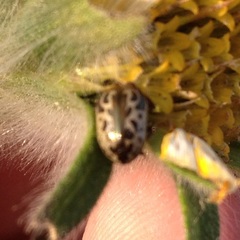 Zygogramma piceicollis