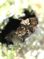 Hyla japonica