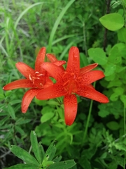 Lilium concolor partheneion