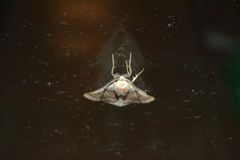 Dyscia distinctaria