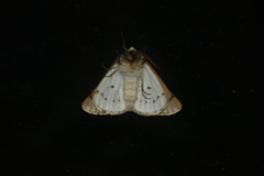 Dyscia distinctaria