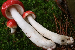 Russula peckii
