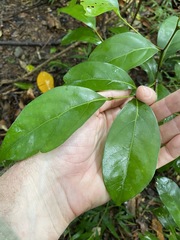 Endiandra discolor