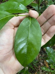 Endiandra discolor