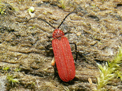 Lopheros rubens