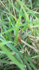 Amblytropidia australis