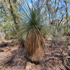 Xanthorrhoea glauca