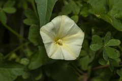 Convolvulus scammonia