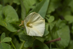 Convolvulus scammonia