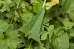 Convolvulus scammonia