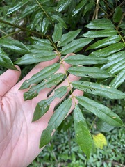 Austrosteenisia glabristyla