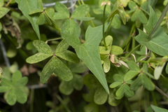 Convolvulus scammonia