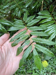 Austrosteenisia glabristyla