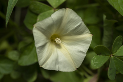Convolvulus scammonia