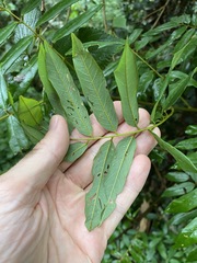 Austrosteenisia glabristyla