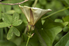 Convolvulus scammonia