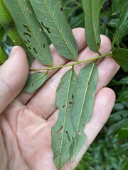 Austrosteenisia glabristyla