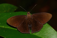 Hyalothyrus neleus