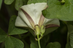 Convolvulus scammonia