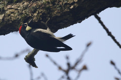 Melanerpes formicivorus