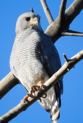 Buteo plagiatus