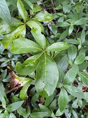 Cissus sterculiifolia