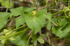 Convolvulus scammonia